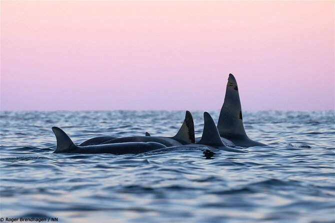 24hr Northern Lights & Whale Watching Cruise - What the Panorama lounge adds