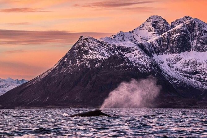 24hr Northern Lights & Whale Watching Cruise - Lunch, checkout, and the return voyage
