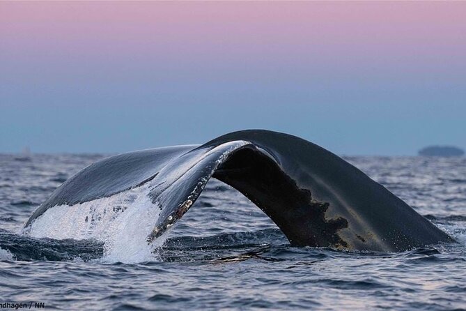 24hr Northern Lights & Whale Watching Cruise - Who will enjoy this cruise most