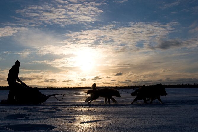 4hr Dog Sledding Tour under the Northern Lights - Warm coffee and a closer look at the dogs