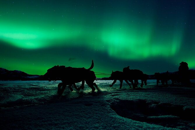 4hr Dog Sledding Tour under the Northern Lights - Learning to drive before the dogs take over