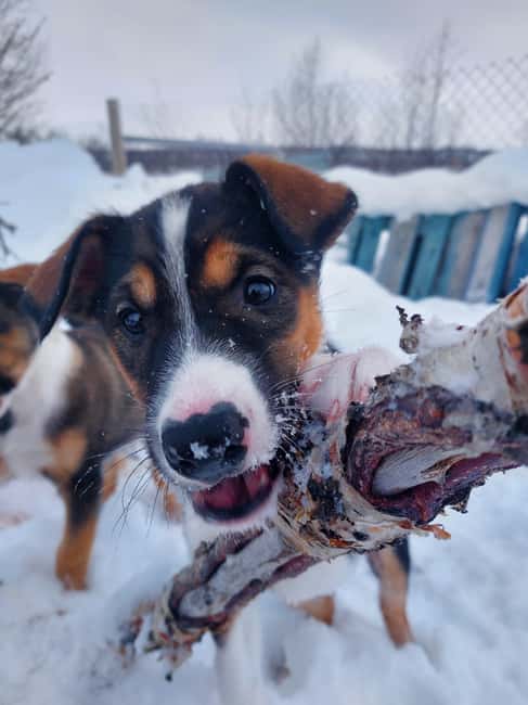 Abisko: Northern Lights Hike with Husky Puppies - Is $142 a fair price?
