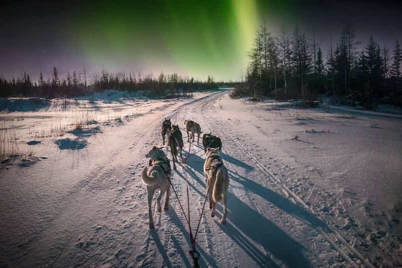 Alta: Dog Sledding Trip under the Northern Lights - Key points at a glance