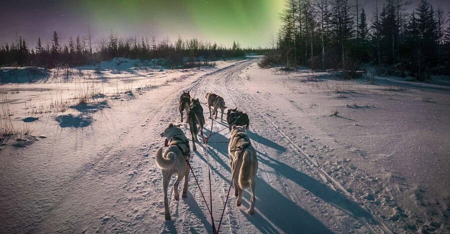 Alta: Dog Sledding Trip under the Northern Lights - Learning to mush your own team