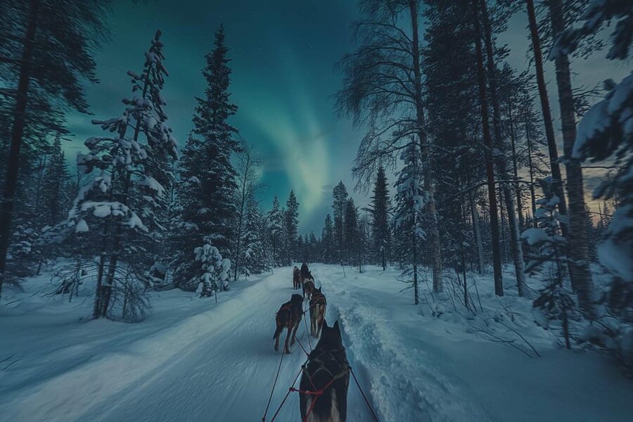 Alta: Dog Sledding Trip under the Northern Lights - Through the pine forest and onto Finnmarksvidda