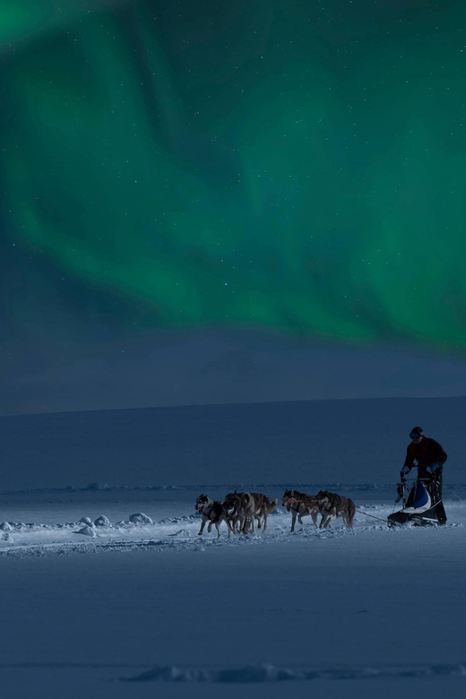 Alta: Dog Sledding Trip under the Northern Lights - Searching for the Aurora from the sled