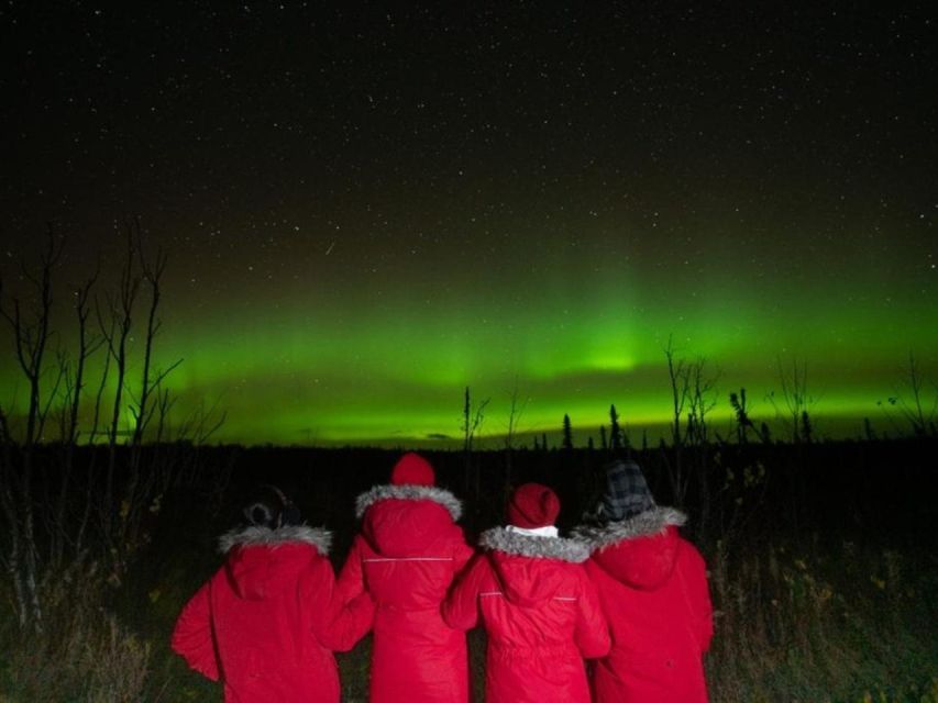 Anchorage: Nighttime Northern Lights Tour - Key points at a glance
