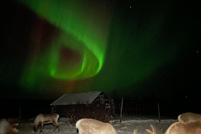 Arctic Adventure with Reindeer and Northern Lights Hunt 18:30 pm - Key points to know before you go