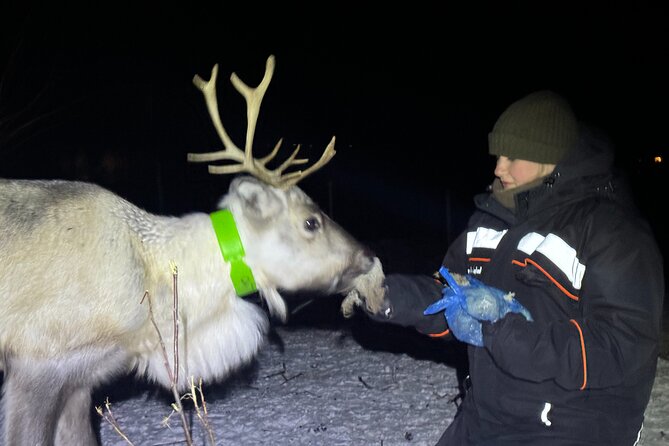 Arctic Adventure with Reindeer and Northern Lights Hunt 18:30 pm - Cold-weather clothing is not optional