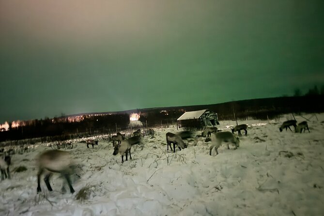 Arctic Adventure with Reindeer and Northern Lights Hunt 18:30 pm - What the five-hour schedule means