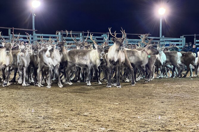 Arctic Adventure with Reindeer and Northern Lights Hunt 18:30 pm - Is the $250 price fair?