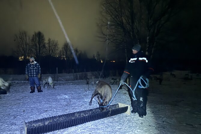 Arctic Adventure with Reindeer and Northern Lights Hunt 18:30 pm - Who will enjoy this evening most?