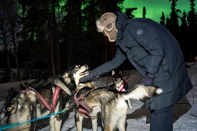 Aurora Activity at Sluice Box Sled Dogs - Key details before you book