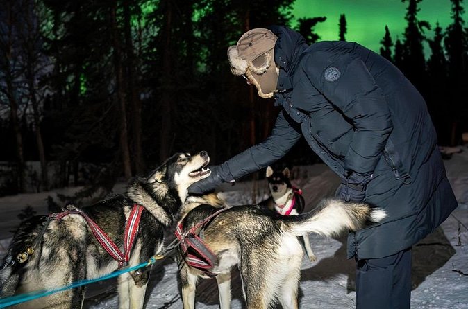 Aurora Activity at Sluice Box Sled Dogs - How the $200 price holds up