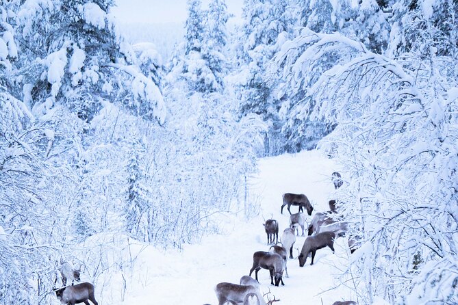 Aurora Hunting with Reindeer Caravan - Practical advice for a cold seven-hour evening