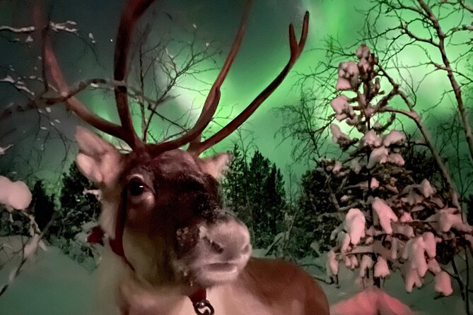 Aurora Hunting with Reindeer Caravan - Who will enjoy this Kiruna experience most