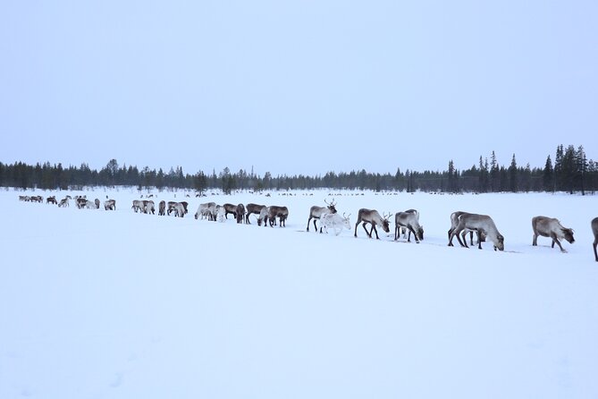 Aurora Hunting with Reindeer Caravan - My overall take on the reindeer caravan
