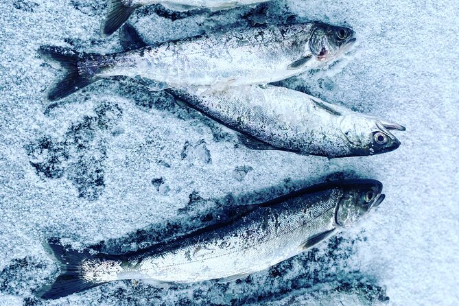 "Aurora Ice" - Ice Fishing & Salmon Dinner Tour - Why This Fairbanks Tour Is Different