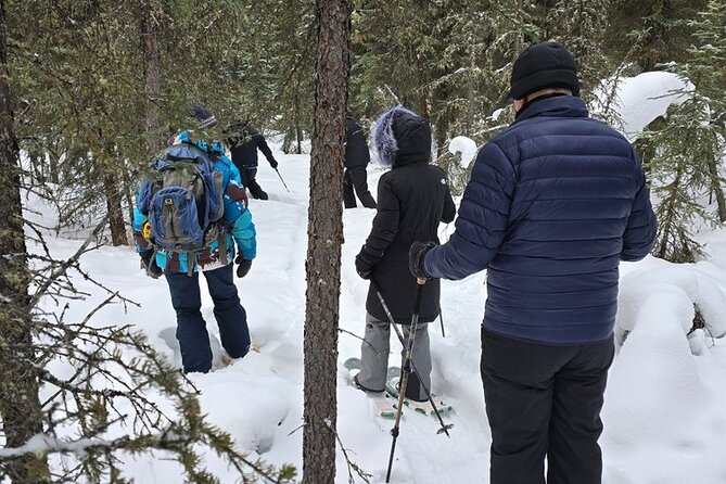 Denali National Park Plus Aurora Chase Tour - Hiking or snowshoeing, depending on the ground