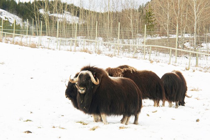 Discover Whitehorse with Northern Lights and Yukon Wildlife Tour - A four-day introduction to Whitehorse and the Yukon night sky