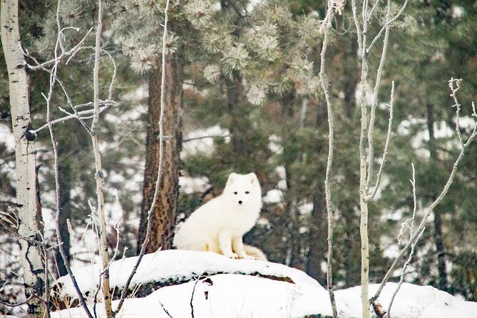 Discover Whitehorse with Northern Lights and Yukon Wildlife Tour - Yukon Wildlife Preserve: a close look at northern mammals