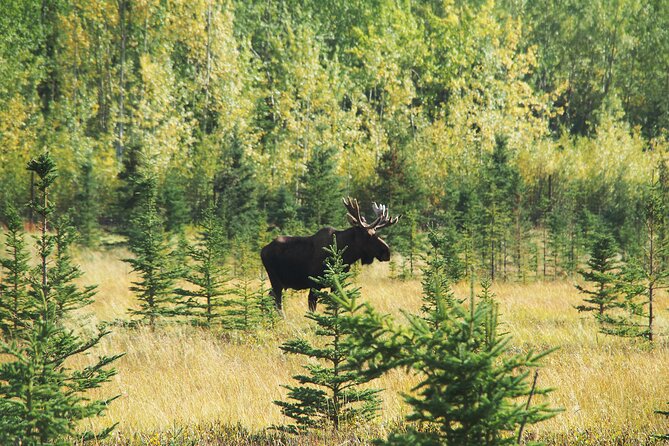 Discover Whitehorse with Northern Lights and Yukon Wildlife Tour - What the $807.65 price includes
