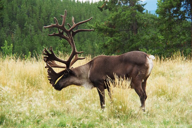 Discover Whitehorse with Northern Lights and Yukon Wildlife Tour - Who will get the most from this tour