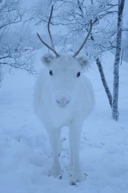 Experience the majestic Auroras Kiruna-Abisko & lodge dinner - Arctic clothing that changes the night