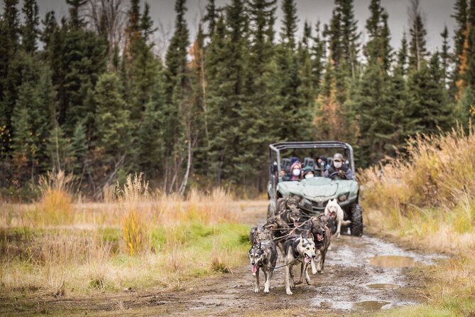 Fall Aurora Mushing Cart Ride Bucket List Adventure - A side-by-side ride through the Alaskan forest