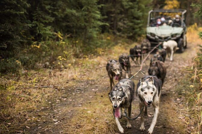 Fall Aurora Mushing Cart Ride Bucket List Adventure - Clothing is the detail you must confirm