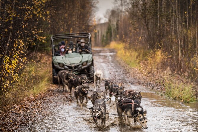 Fall Aurora Mushing Cart Ride Bucket List Adventure - Who will enjoy this outing most?
