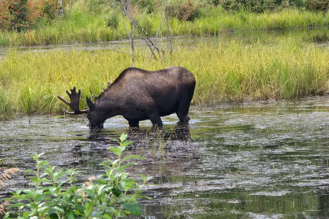 Fire & Ice: Chena Hot Springs, Ice Museum + Aurora Adventure - Dinner at Chena is optional