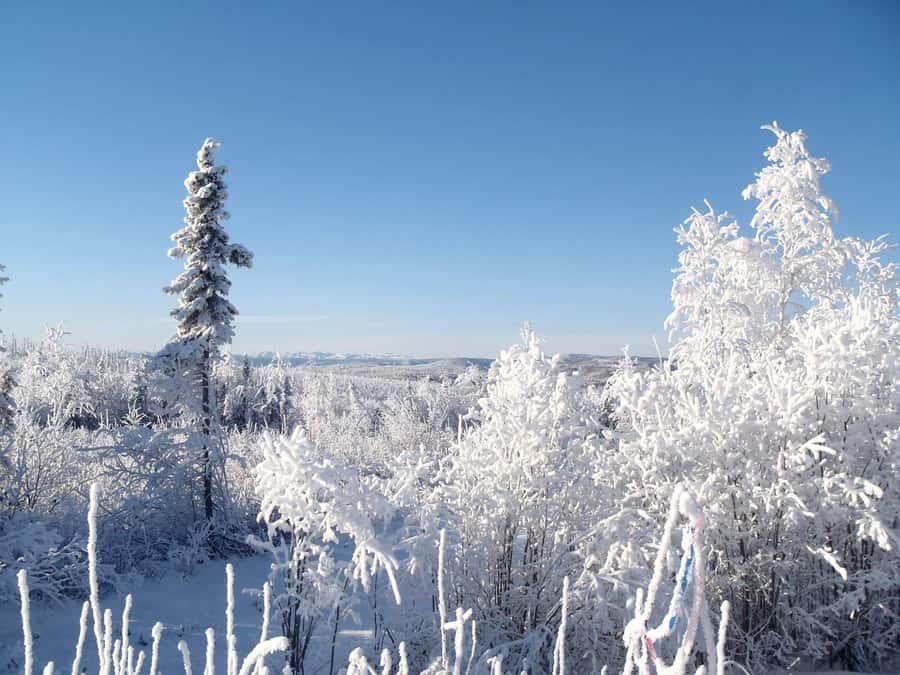 From Fairbanks: Northern Lights and Arctic Circle Tour - Crossing the Yukon River Bridge
