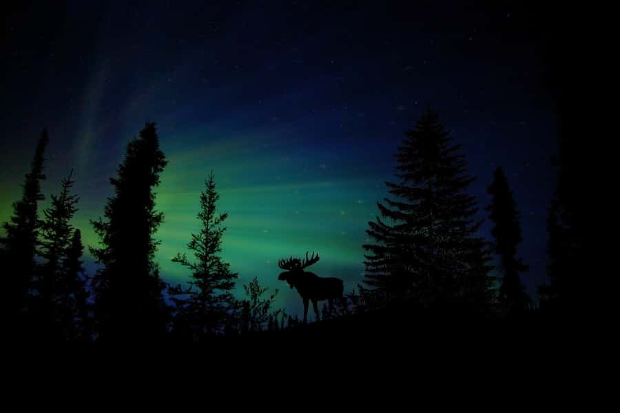 From Fairbanks: Northern Lights and Arctic Circle Tour - What the 14-hour day feels like