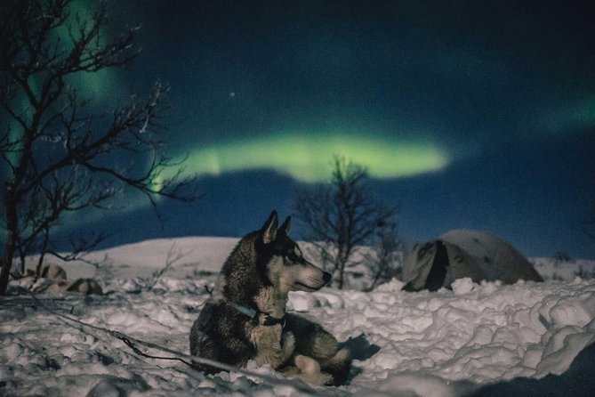 Hunting Northern Lights with Husky - Waiting by the fire, sausage, and blueberry juice