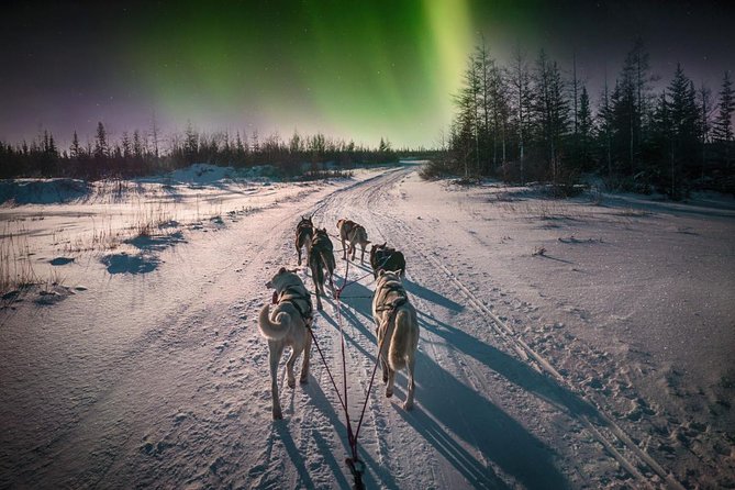 Hunting Northern Lights with Husky - Price, group size, and the question of value