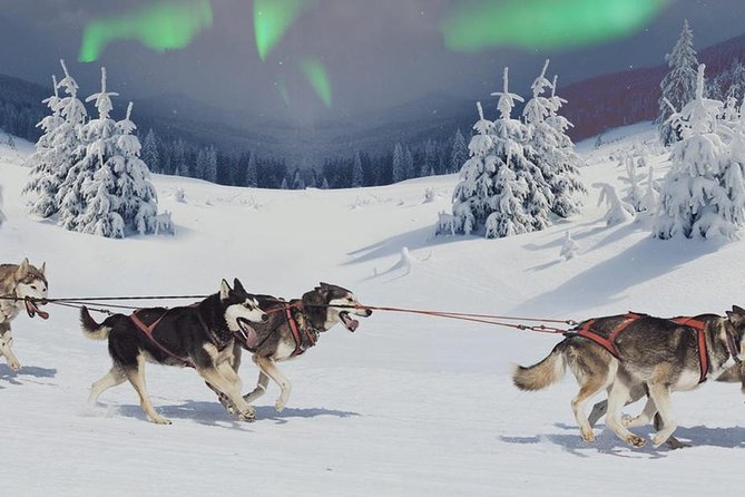 Hunting Northern Lights with Husky - Meeting the huskies and preparing for the ride