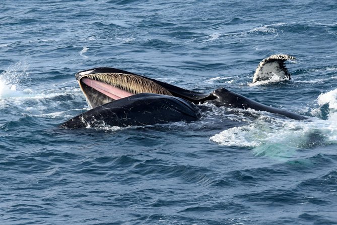 Iceland Super Saver: Northern Lights Cruise plus Whale-Watching Tour from Reykjavik - Key points to know before booking