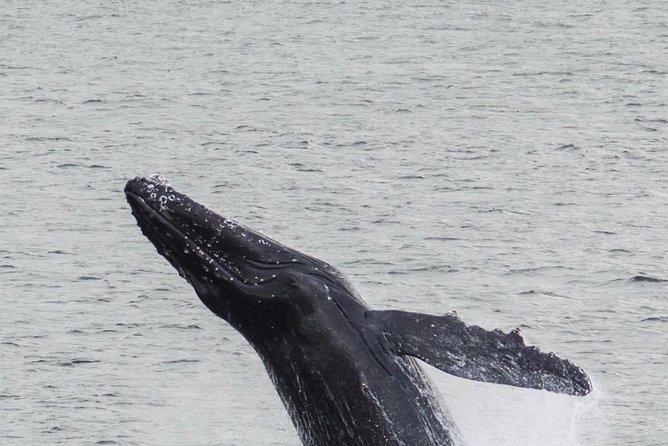 Iceland Super Saver: Northern Lights Cruise plus Whale-Watching Tour from Reykjavik - Rough seas and seasickness are real concerns