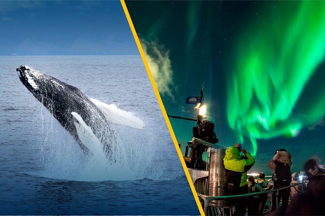 Iceland Super Saver: Northern Lights Cruise plus Whale-Watching Tour from Reykjavik - What the price includes