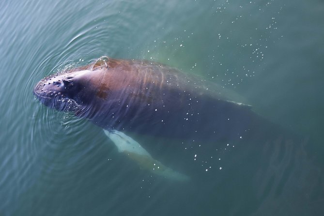 Iceland Super Saver: Northern Lights Cruise plus Whale-Watching Tour from Reykjavik - The 2.5-hour Northern Lights cruise