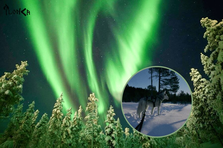 Ivalo: Aurora Hunting with Huskies - Hunting the aurora without a promise