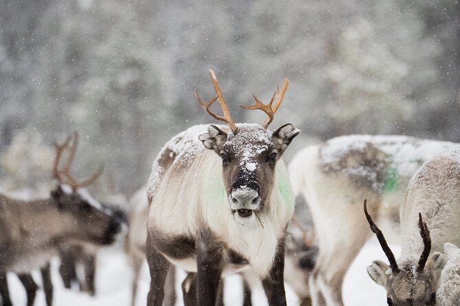 Ivalo: Aurora Hunting with Reindeer - Meeting the reindeer at the fence