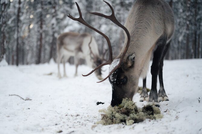 Ivalo: Aurora Hunting with Reindeer - Pickup from Ivalo or driving yourself