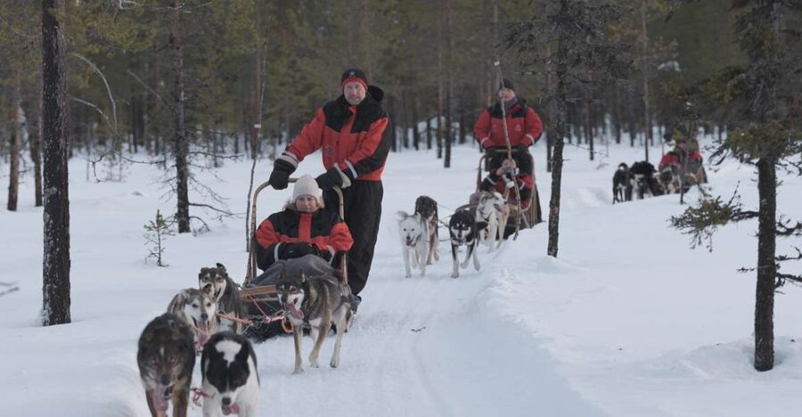 Levi: Evening Husky Sled Ride under the Northern Lights - Into the snowy forest with the huskies
