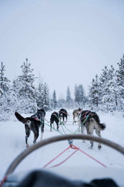 Levi: Evening Husky Sled Ride under the Northern Lights - The 10-minute safety briefing