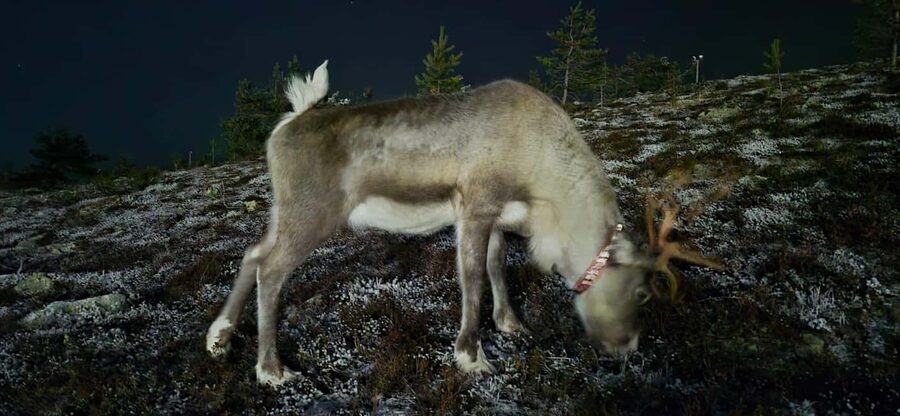 Levi: Northern Lights by Minivan with hot drinks and snacks - Waiting in the cold with tea and snacks