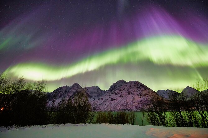 Minivan Northern Lights excursion (8 guests per minivan) - Who Should Book This Tromsø Experience?