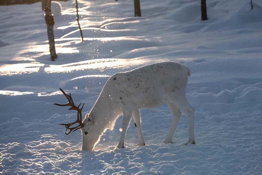 Muotkantunturi Park, Inari - Smoked salmon from Lake Inari and the Northern Lights - Key points to know before you go