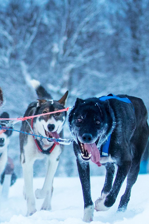 Narvik: Dog-sledding with Northern Lights Ceremony - Key points to know before you go